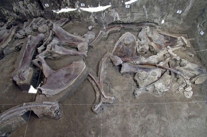 Các nhà khảo cổ phát hiện được xương của ít nhất 14 cá thể voi ma mút và nhiều loại động vật khác trong 2 hố bẫy.