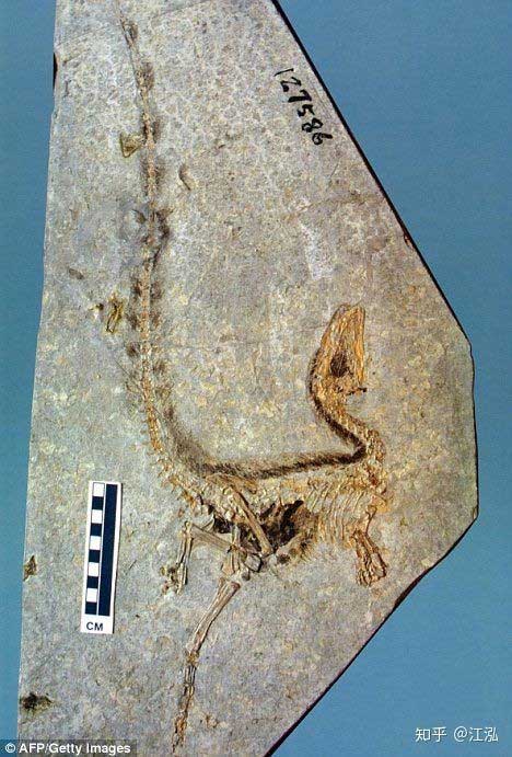 Hóa thạch của Chim rồng Trung Quốc.