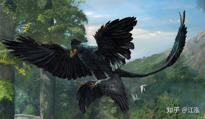 Microraptor có màu lông đen ánh cầu vồng tương tự như loài quạ.