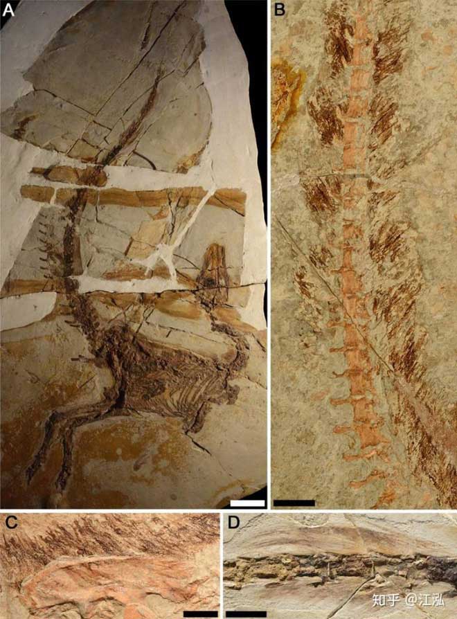 Lông vũ được tìm thấy trong hóa thạch chim Trung Quốc.