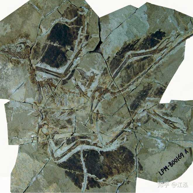 Mẫu vật hóa thạch của Cận điểu long.