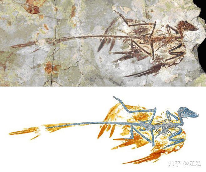 Hóa thạch Microraptor được bảo tồn trong Bảo tàng Tự nhiên Bắc Kinh.