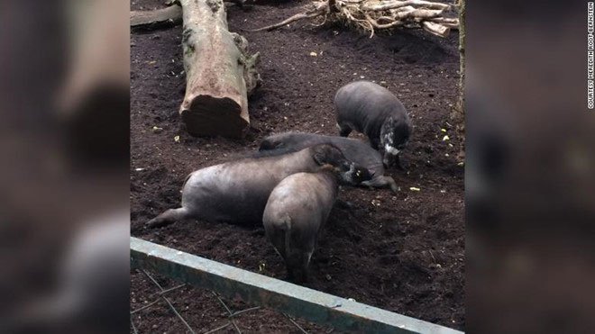 Những con lợn mụn Visayan được quan sát tại một sở thú ở Paris.