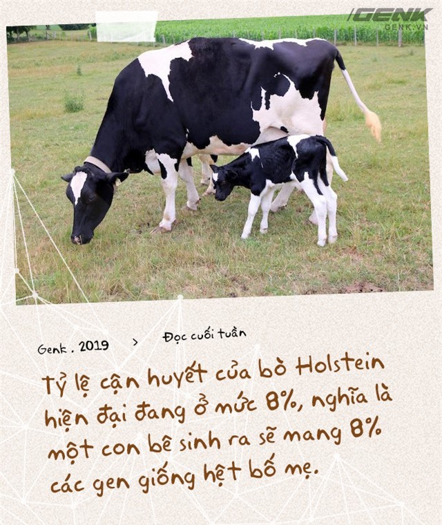 Đọc cuối tuần: Nước Mỹ có 9 triệu con bò sữa, nhưng tất cả chỉ là con cháu của 2 con bò đực - Ảnh 7.