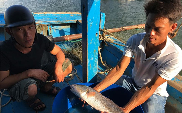 Khuya 27/9, ngư dân Võ Thanh Sơn bủa câu nẹp và cũng bắt được một con cá nghi là cá sủ vàng.