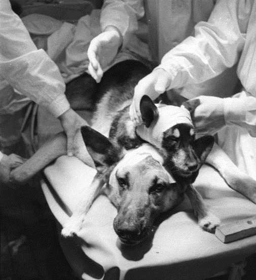 Chú chó 2 đầu đã có thể ăn uống và sinh hoạt bình thường, mặc dù chỉ 4 ngày sau chúng đã chết.