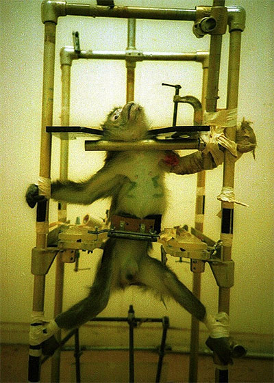 Chú khỉ đáng thương bị đem ra làm vật thí nghiệm.