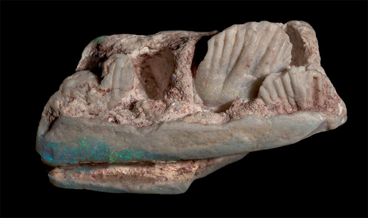 Mẫu hóa thạch được tìm thấy trong xô đá vụn ở Australia.