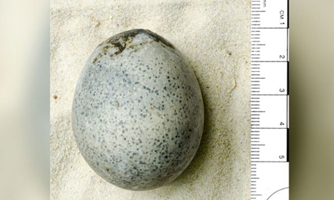 Quả trứng gà hoàn chỉnh duy nhất từ thời La Mã ở Anh.