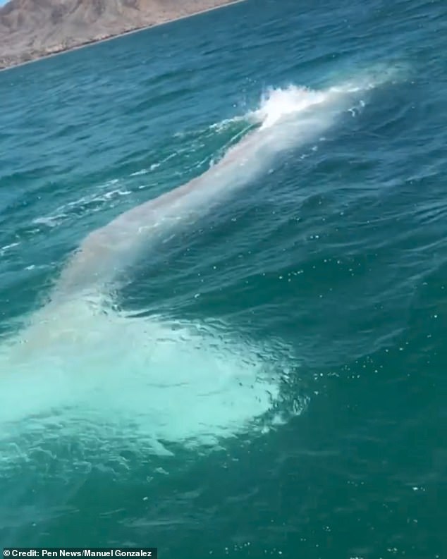 Cá voi bạch tạng siêu hiếm xuất hiện ở ngoài khơi Mexico