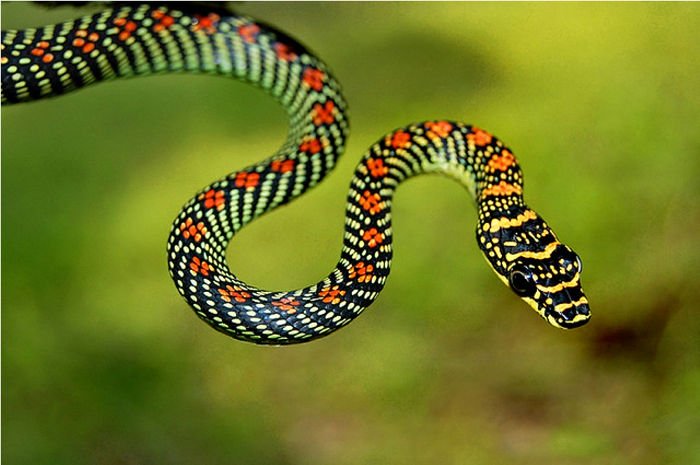 Có khoảng 3.000 loài rắn đang tồn tại trên hành tinh,