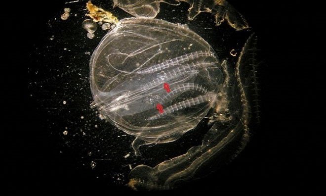 Hai con sứa non trong túi dẫn thức ăn vào miệng của sứa trưởng thành.