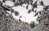 Lạc lối trong vườn Nhật Bản tại Hà Nội cùng Vsmart Live