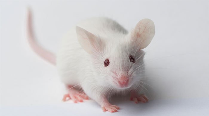 Chuột Onco là loài thú có vú đầu tiên được đăng ký và cấp bản quyền.