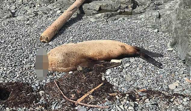 Con sư tử biển mất đầu trôi dạt vào bờ biển Canada.