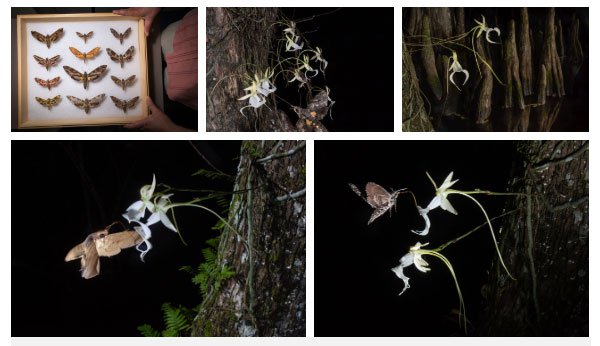 Một số loài bướm đêm có thể là tác nhân thụ phấn của phong lan ma.