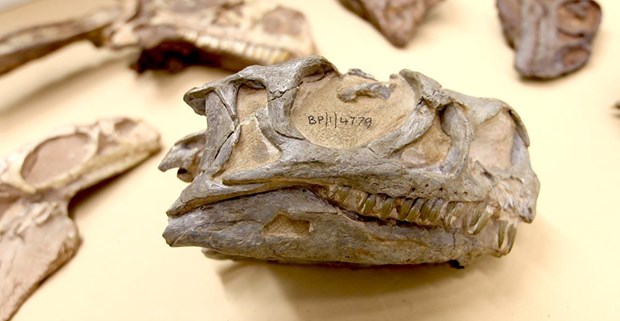 Hóa thạch 200 triệu năm ở dạng gần hoàn chỉnh được thu thập từ một trang trại ở Fouriesburg, tỉnh Free State. (Nguồn: nhm.ac.uk)