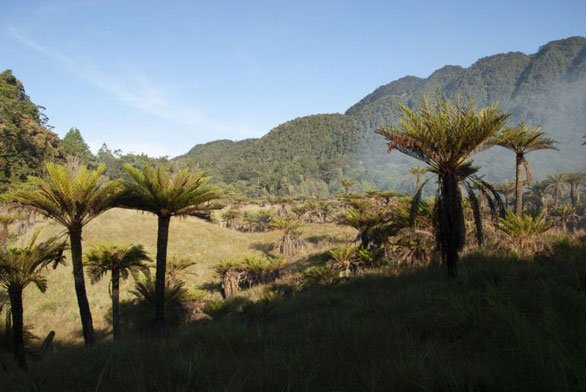 Loại dương xỉ lớn hiếm gặp hiện sinh sống tại New Guinea