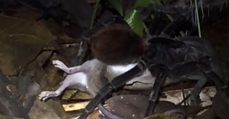 Ron nguoi nhen khong lo giet va an thit chon Opossum-Hinh-4