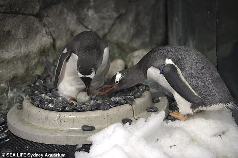 Mát tay nuôi con, cặp chim cánh cụt đồng tính lại được nhờ