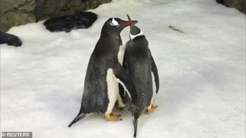 Mát tay nuôi con, cặp chim cánh cụt đồng tính lại được nhờ