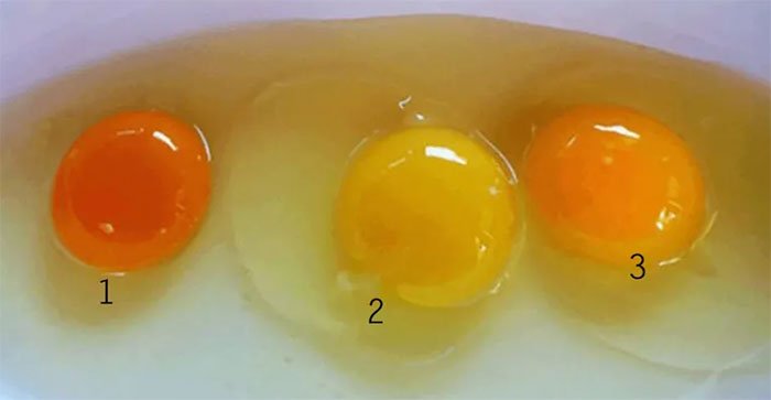 Lòng đỏ trứng màu vàng nhạt và cam đậm đều có cùng một lượng protein và chất béo