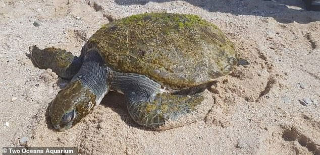 Chú rùa xanh mới dạt vào bờ biển thuộc Cape Town  thời gian gần đây.