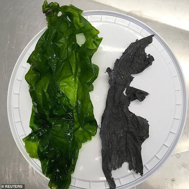 Đây là 2 dị vật trong khí quản của con rùa được các bác sĩ tìm thấy.