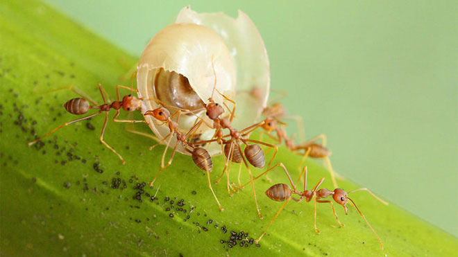 Cách loài kiến ​​di chuyển trong môi trường sống tự nhiên