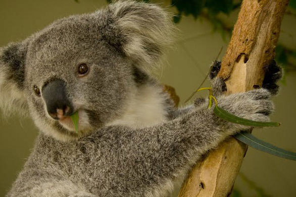 Gấu koala cái chỉ sinh một con mỗi năm.
