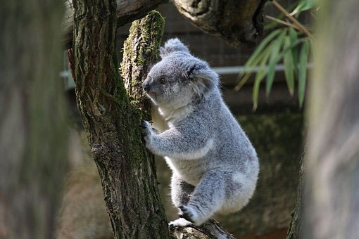 Gấu koala phát triển đầy đủ nhất trong năm thứ tư của cuộc đời.