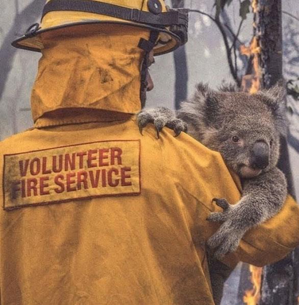 Vẫn còn nguyên nét bàng hoàng trên gương mặt chú gấu koala khi được giải cứu khỏi đám cháy.