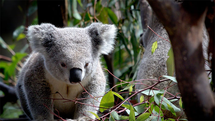 Koala bị ảnh hưởng nặng nề nhất do tính chất di chuyển chậm chạp.