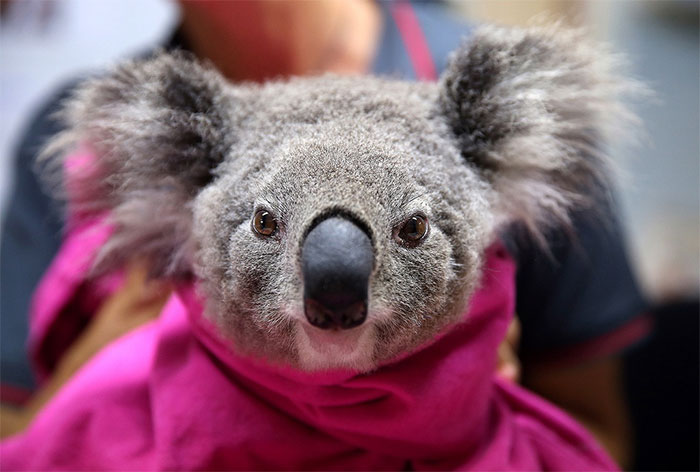 Có tới 30% số gấu Koala đã chết bởi 30% môi trường sống của chúng bị phá hủy nặng nề