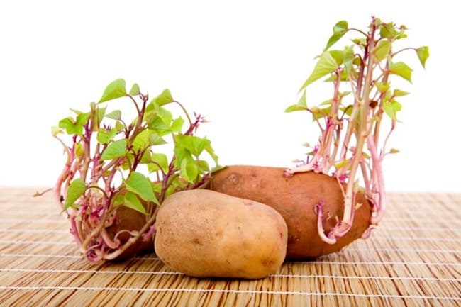 Mầm khoai tây là một trong số mầm có độc tính không nên ăn.​