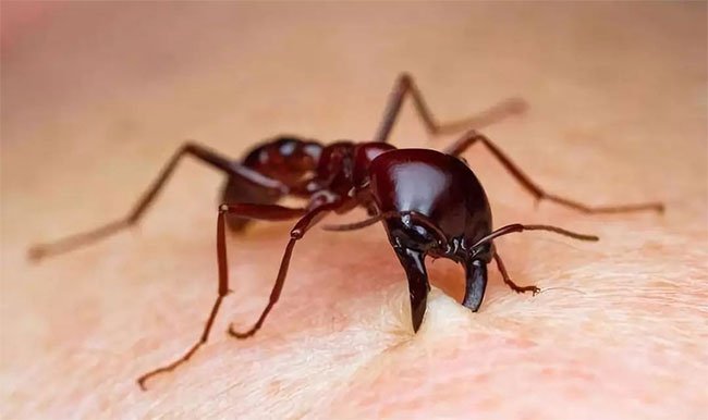 Hàm dưới của kiến rất chắc khỏe, có thể đâm sâu vào da người, khép chặt vết thương.
