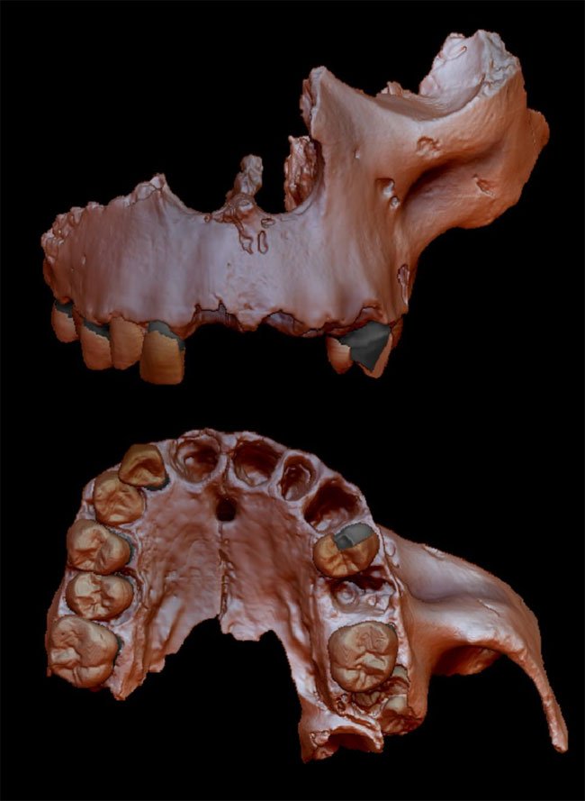 Tái hiện mẫu vật của Homo antecessor được tìm thấy tại Tây Ban Nha.
