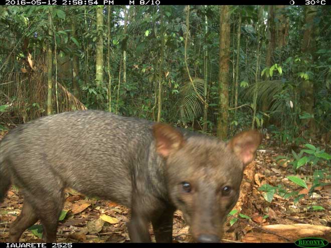 Bẫy ảnh của ông Rocha và các cộng sự chụp được hình ảnh của một con chó tai ngắn trong rừng Amazon.