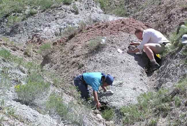Việc đào hɑng có thể đã giúp loài khủng long nhỏ bé này sống sót trong điều kiện thời tiết nóng nực.