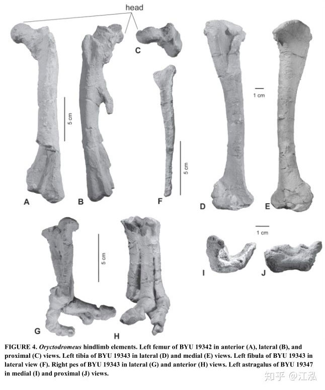 Các mẩu xương hóa thạch của Oryctodromeus.