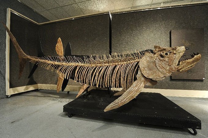 Một hóa thạch cá xương hoàn chỉnh, tương tự loài được tìm thấy ở Argentina.