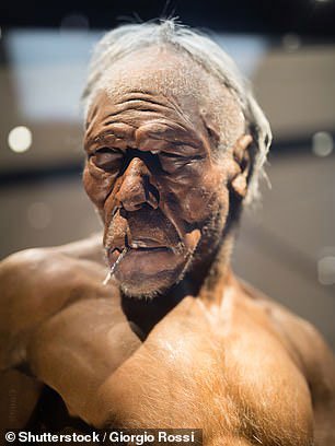 Cận cảnh một ông lão Homo erectus lực lưỡng