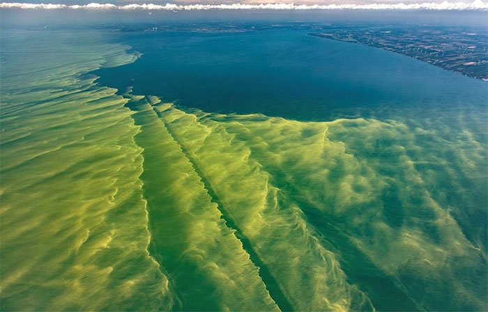 Tình trạng biến đổi khí hậu làm gia tăng sự xâm lấn của tảo diệp lục.
