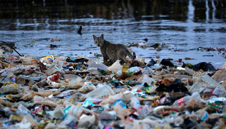 Một chú mèo đang bước đi trên bờ biển ngập rác ở Jakarta, Indonesia.