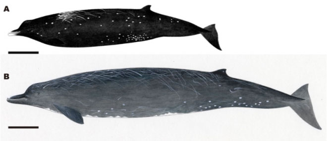Hình ảnh minh họa loài cá voi mới được phát hiện Berardius minimus (trên cùng)