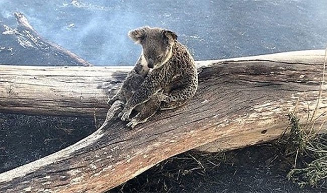 Koala mẹ dùng thân mình làm lá chắn lửa cho con non.