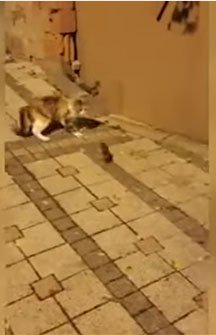 Chuột phản đòn khiến mèo hoảng sợ thối lui.