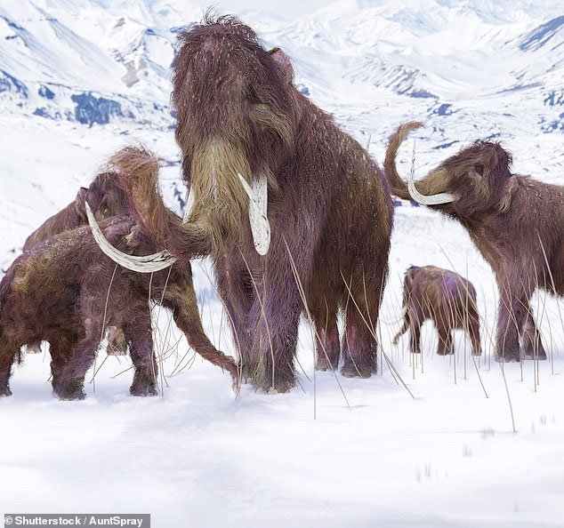 Những con voi ma mút cuối cùng tồn tại đến giai đoạn cách đây khoảng 4.000 năm.