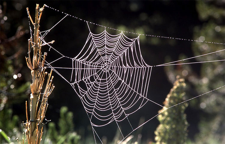 Sợi tơ nhện tự nhiên có tính chất mềm mại nhưng bền chắc.