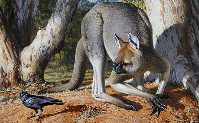 Hình ảnh phục dựng loài Procoptodon goliath.